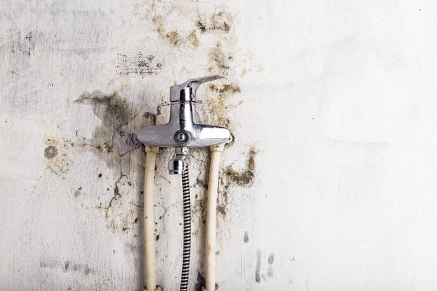 Best Mold Testing  in Presidio, TX