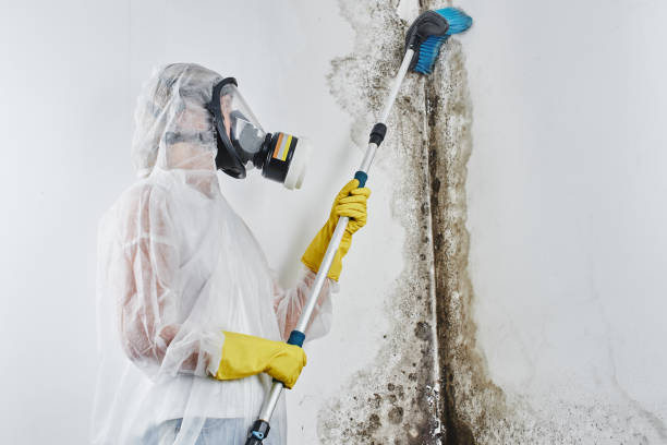 Mold Testing and Removal in Presidio, TX