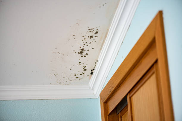 Best Mold Removal Company Near Me  in Presidio, TX
