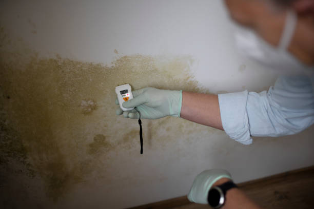 Best Mold Remediation Experts  in Presidio, TX