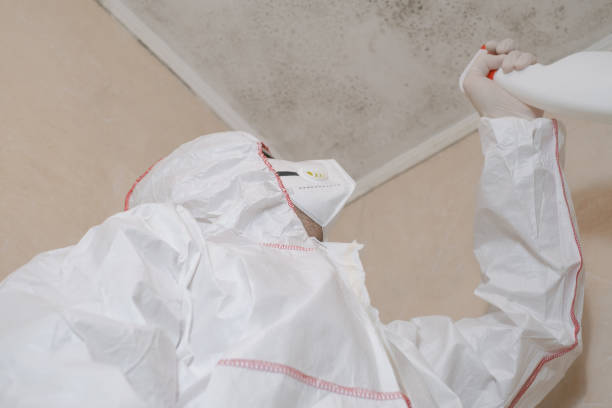 Mold Removal Process in Presidio, TX