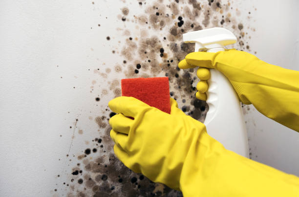 Trusted Presidio, TX Mold Removal Experts
