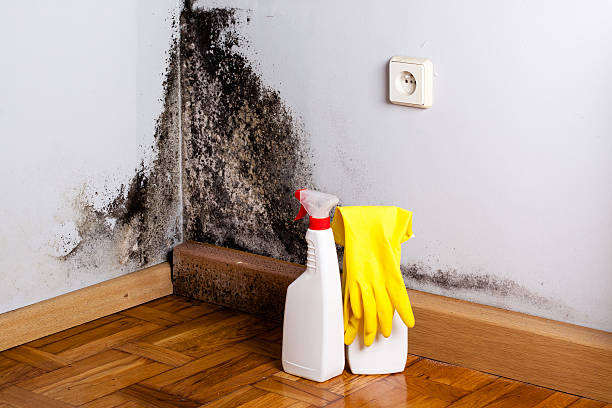 Best Toxic Mold Removal  in Presidio, TX