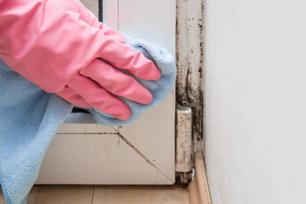 Best Mold Testing  in Presidio, TX